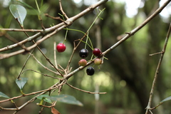 Calyptranthes concinna