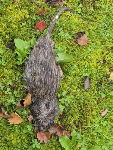 Brown Rat