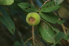 Campomanesia guazumifolia