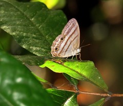 Magneuptychia ocypete