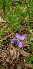 Viola subsinuata