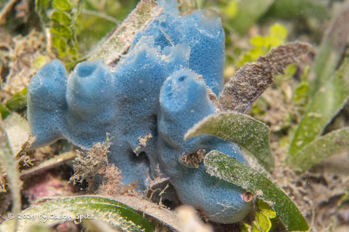 Haliclona caerulea observed 2026-06-27