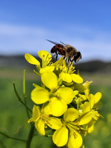 Common Drone Fly