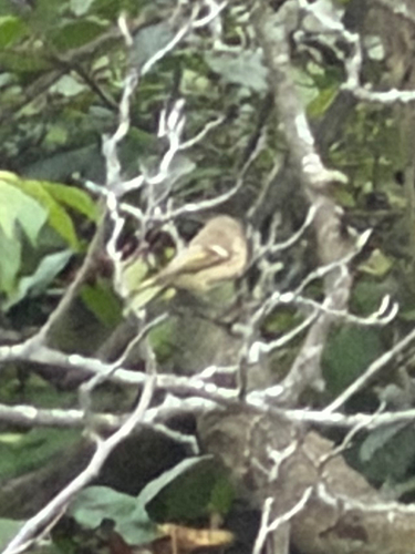 Ruby-crowned Kinglet