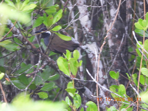 Gallirallus torquatus observed 2026-10-11