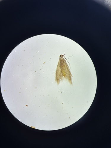 Webbing Clothes Moth