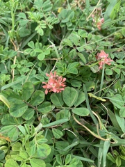 Indigofera spicata image