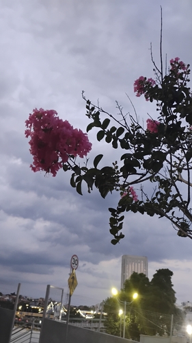 Lagerstroemia indica observed 2026-10-13