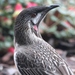 Eastern Red Wattlebird - Photo (c) Arthur Chapman, some rights reserved (CC BY-NC-SA), uploaded by Arthur Chapman
