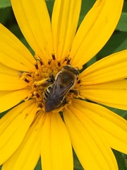 Melissodes comptoides