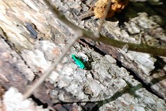 Cicindela sexguttata