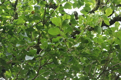 Campomanesia xanthocarpa