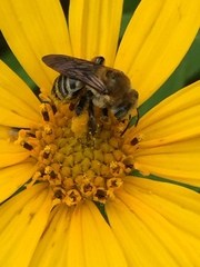 Melissodes comptoides