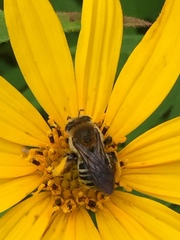 Melissodes comptoides