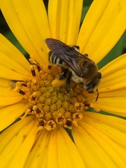 Melissodes comptoides