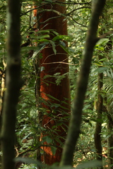 Eugenia multicostata