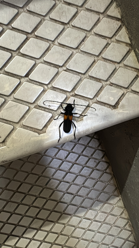 Tragidion coquus