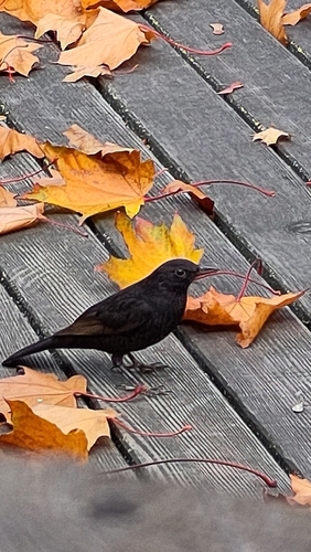 Eurasian Blackbird