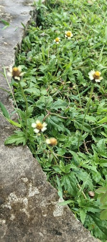 Tridax Daisy