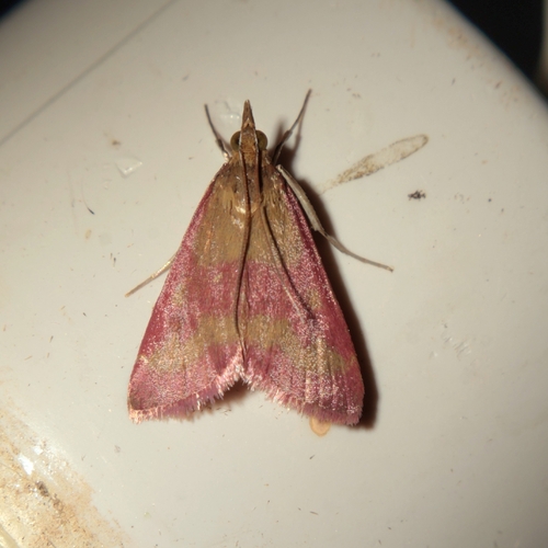 Southern Purple Mint Moth