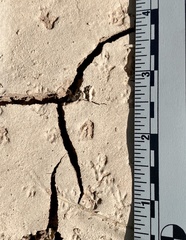 Perognathinae