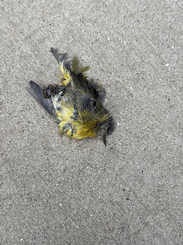 Nashville Warbler