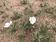 Oenothera coronopifolia