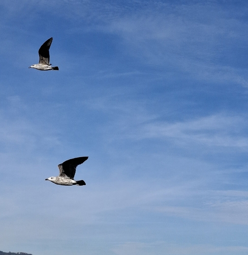 Yellow-legged Gull