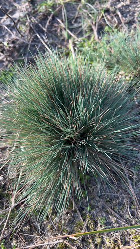 Gray Hairgrass