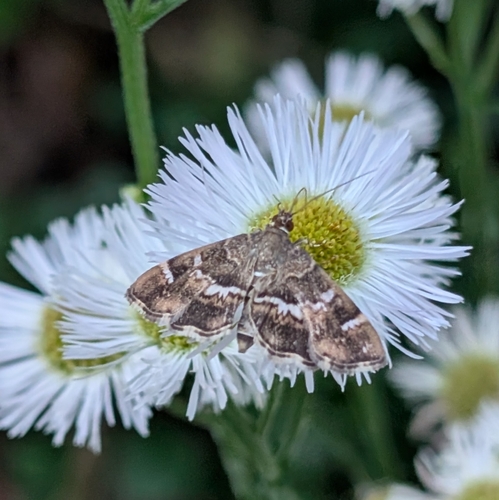 Spotted Beet Webworm Moth photo 3