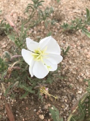 Oenothera coronopifolia