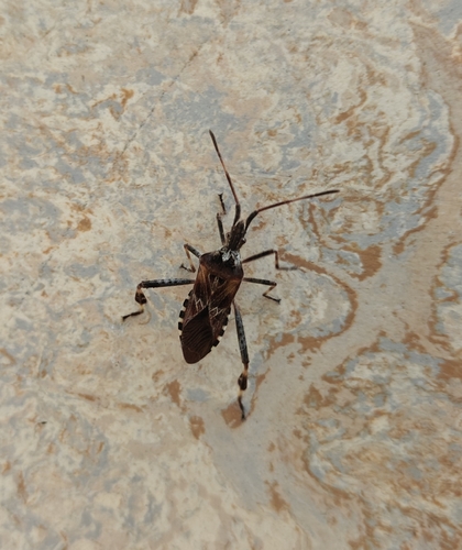 Western Conifer Seed Bug