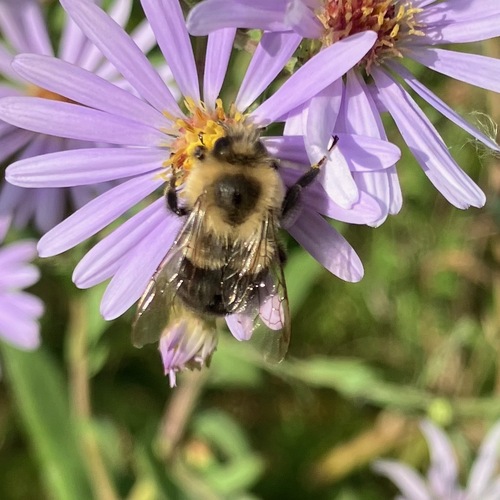 Common Eastern Bumble Bee