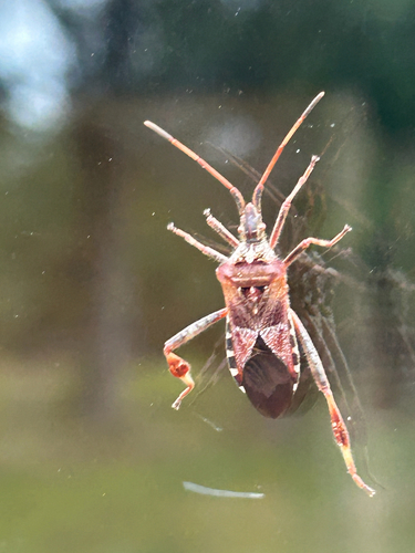 Western Conifer Seed Bug