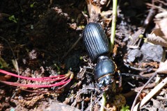 Odontotaenius disjunctus