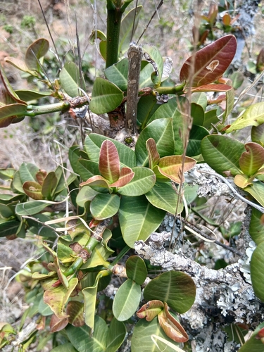 Garcinia observed 2026-10-15