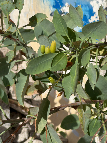 tree tobacco
