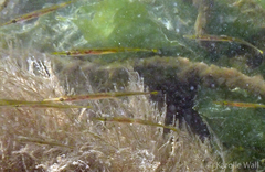 Aulorhynchus flavidus