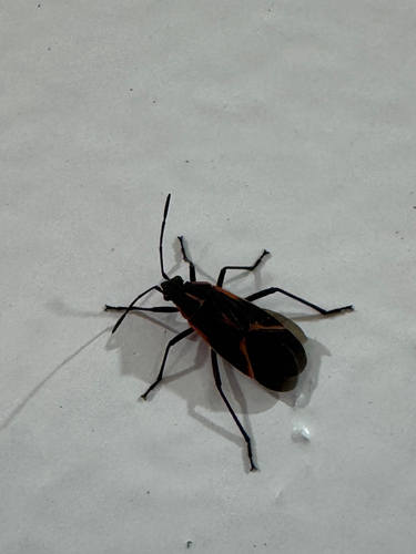 Eastern Boxelder Bug