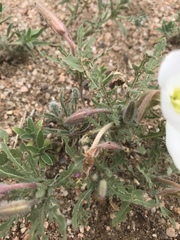 Oenothera coronopifolia