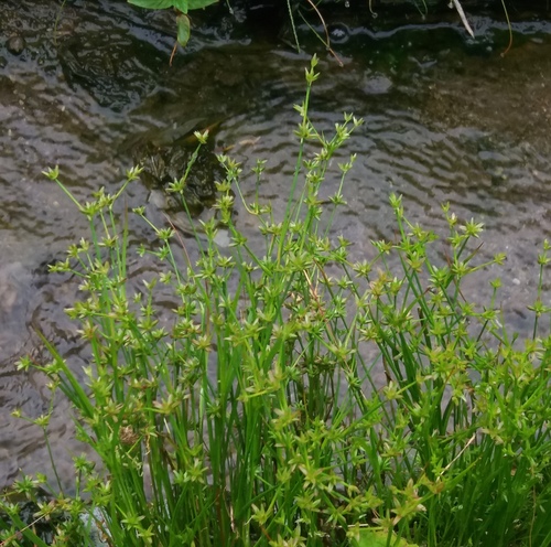 Juncus prismatocarpus