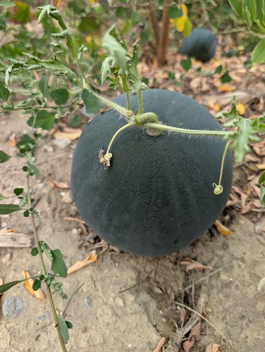 Citrullus lanatus observed 2026-10-15