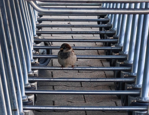 House Sparrow
