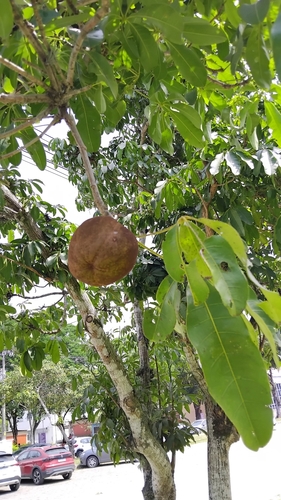 Pachira aquatica observed 2026-10-14