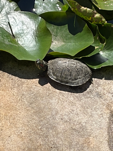 Pond Slider