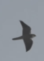 Peregrine Falcon