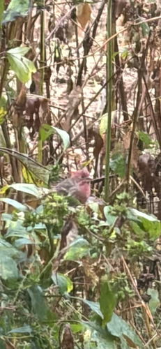 House Finch