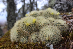 Mammillaria densispina