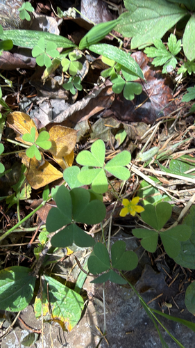 Creeping Woodsorrel