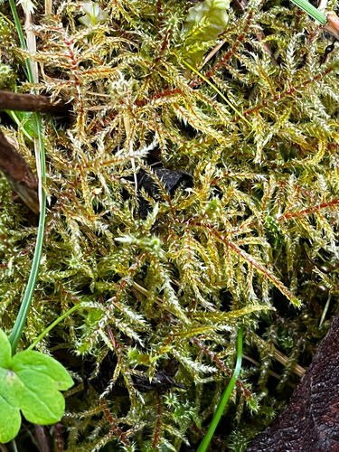 Rhytidiadelphus subpinnatus observed 2026-10-15